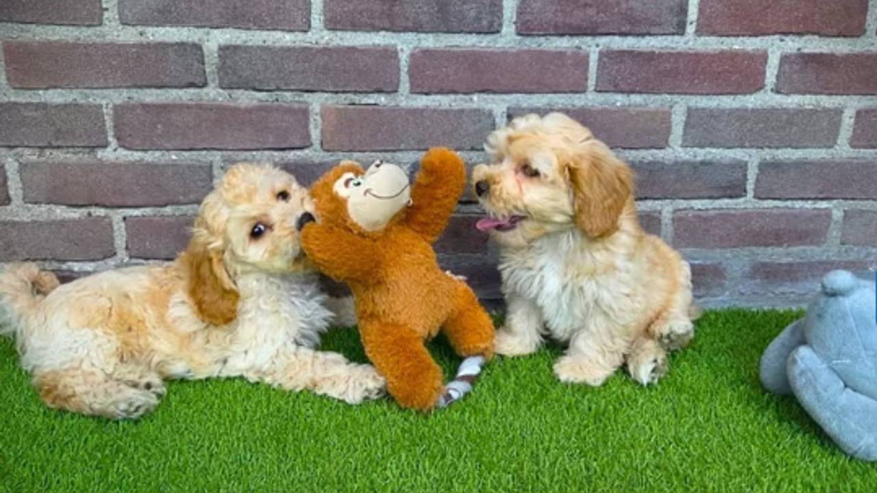 Hondjes van de fokker uit het artikel (foto: Marktplaats).