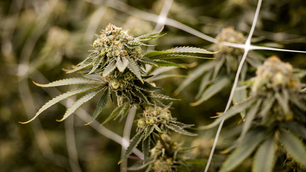 Cannabisklant bij legale kweker (foto: ANP/Sem van der Wal).