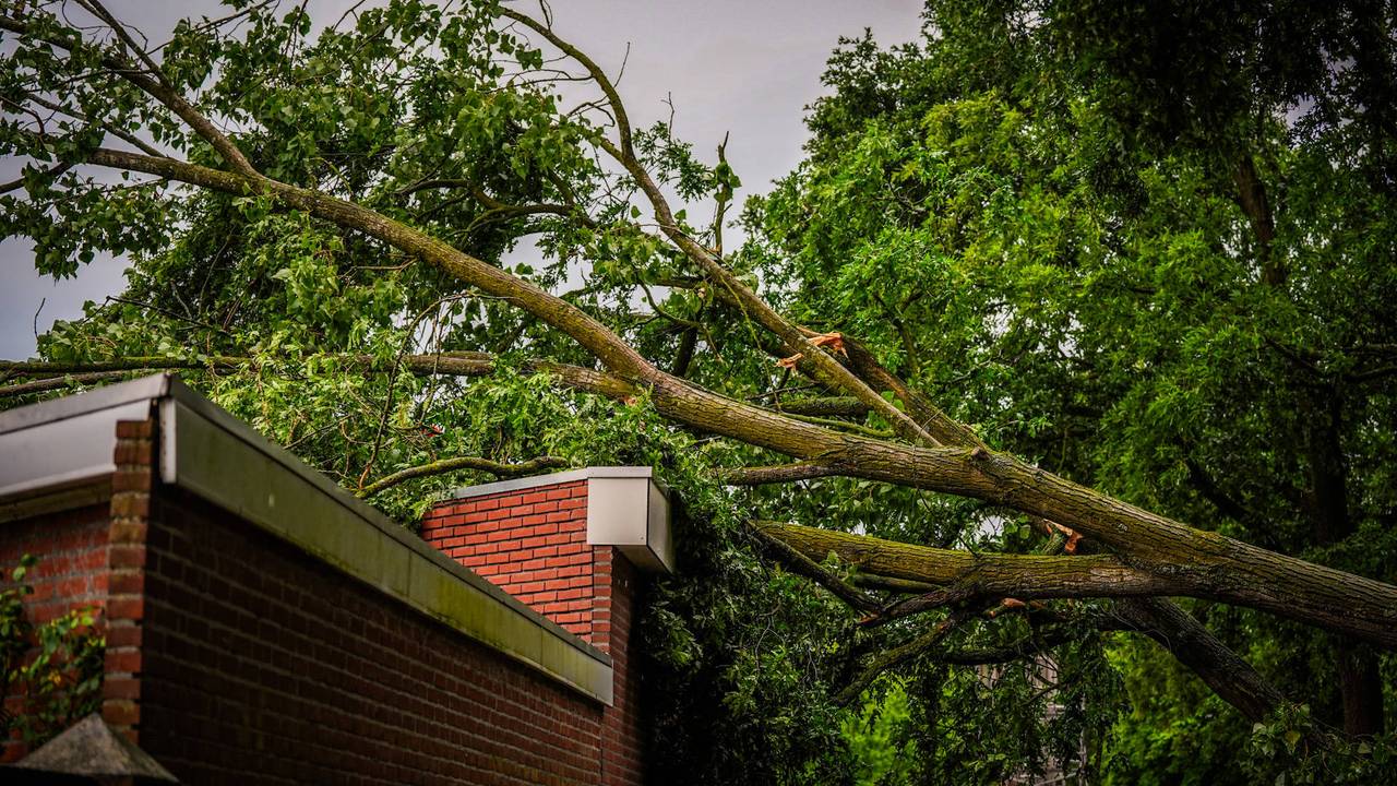 De omgevallen bomen in Best (foto: Persbureau Heitink).
