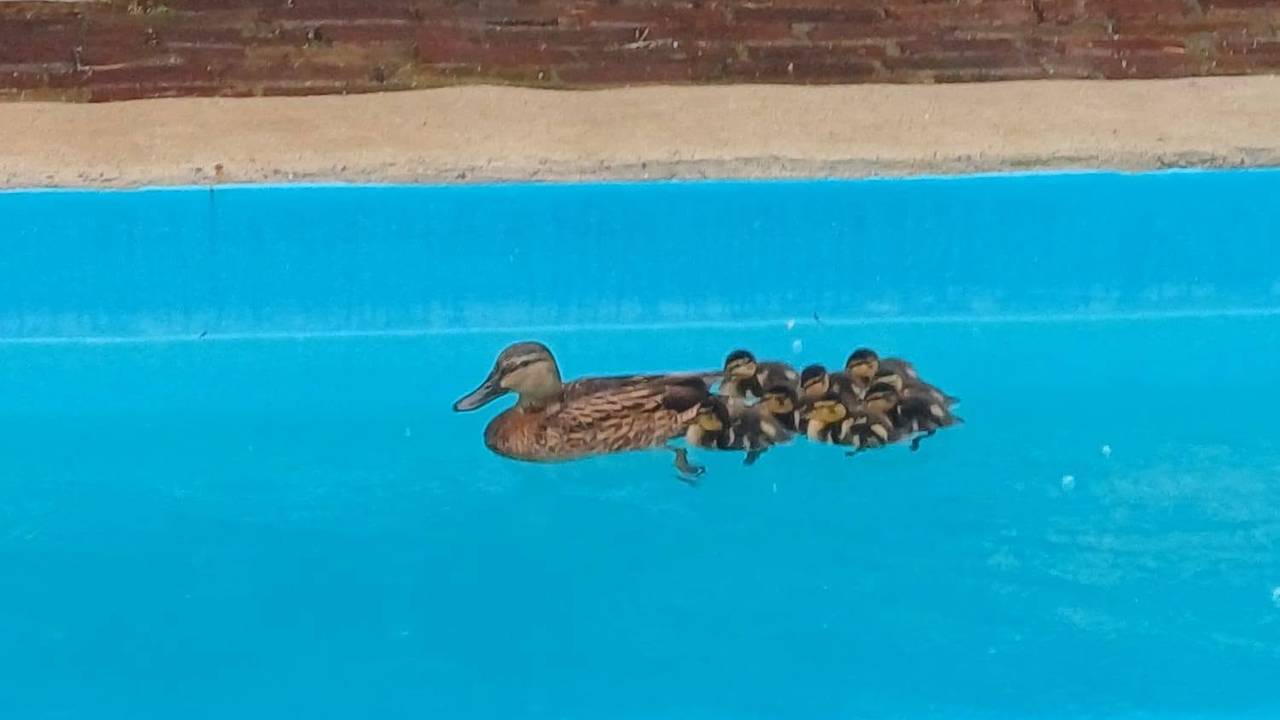 De eendjes in het zwembad (foto: Facebook dierenambulance Den Bosch).