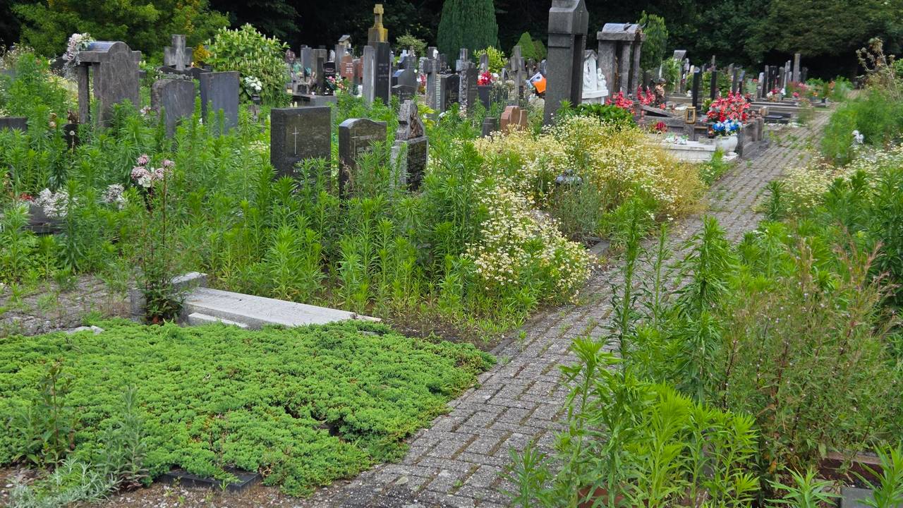 De begraafplaats wordt volgens Nicole en andere bezoekers verwaarloosd (foto: Omroep Brabant).
