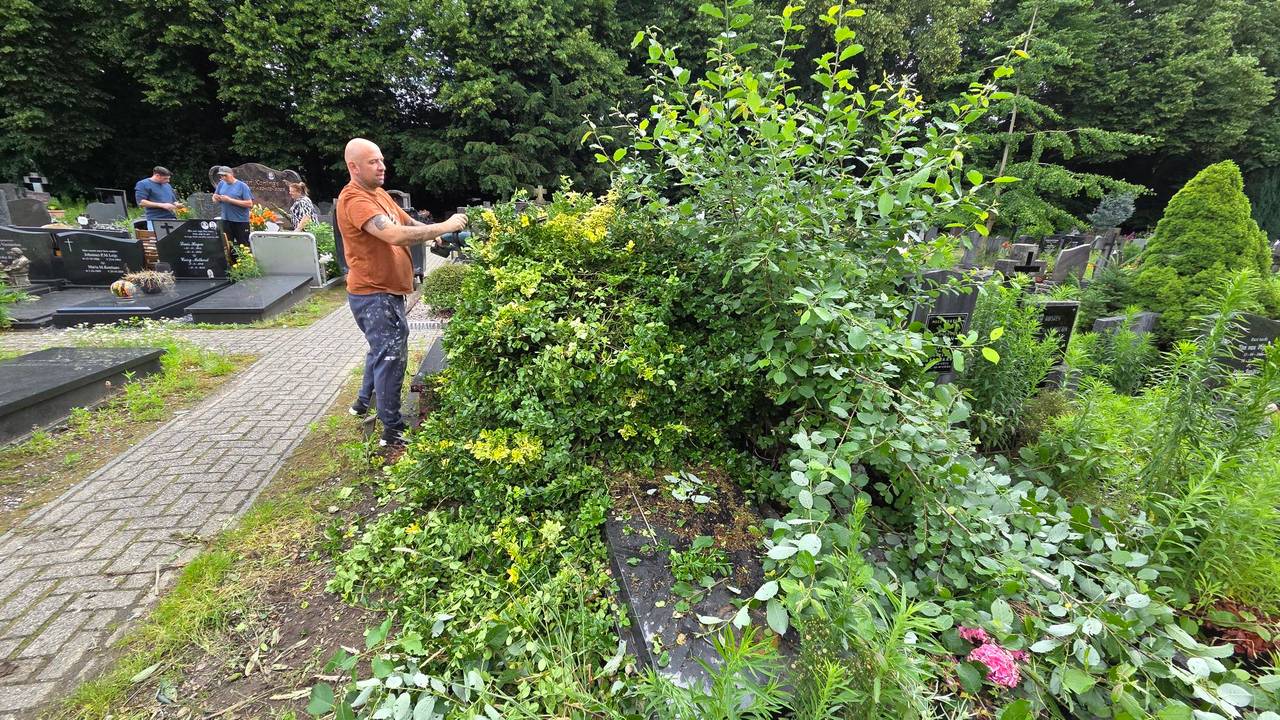 De graven zijn overwoekerd met onkruid (foto: Omroep Brabant).
