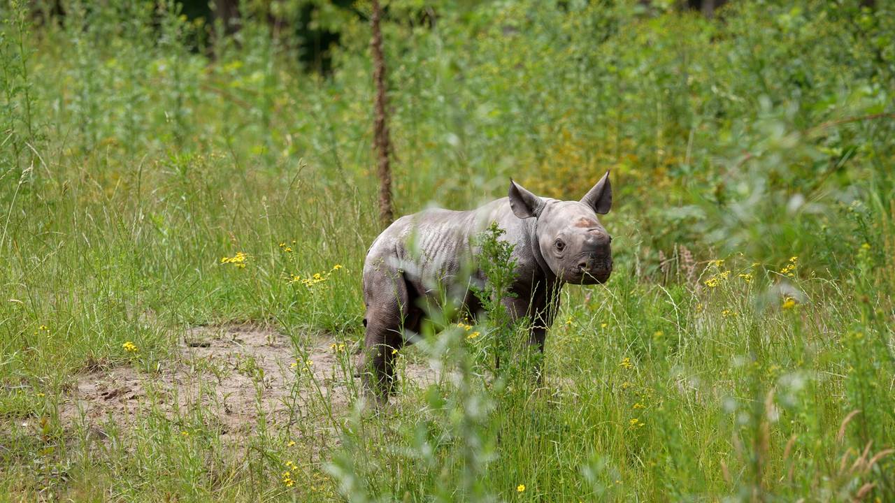 Puntlipneushoorn Banji gaat voor het eerst naar buiten (foto: Beekse Bergen).