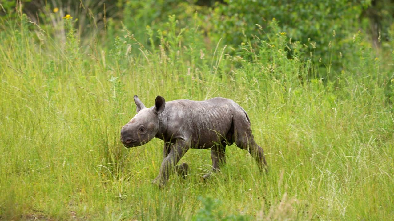 Puntlipneushoorn Banji gaat voor het eerst naar buiten (foto: Beekse Bergen).
