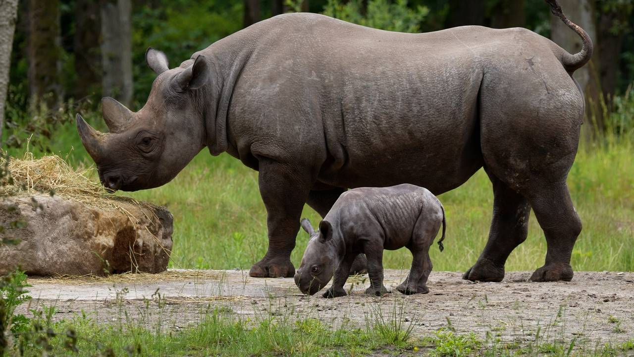 Puntlipneushoorn Banji gaat voor het eerst naar buiten (foto: Beekse Bergen).