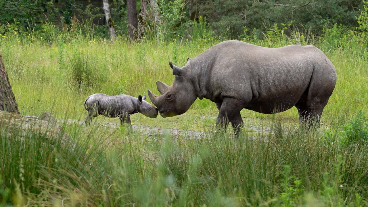 Puntlipneushoorn Banji gaat voor het eerst naar buiten (foto: Beekse Bergen).