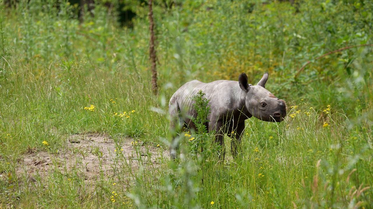 Puntlipneushoorn Banji gaat voor het eerst naar buiten (foto: Beekse Bergen).
