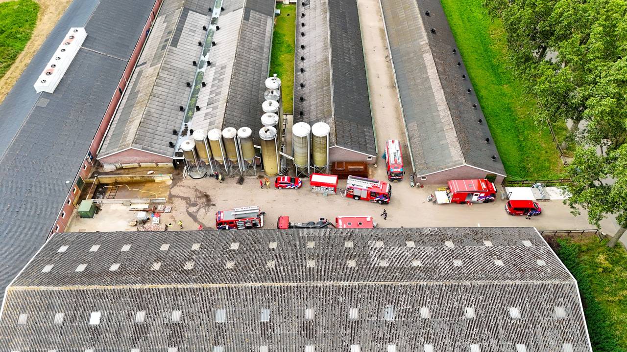 Tientallen varkens vast in put in Den Bosch (foto: SQ Vision).