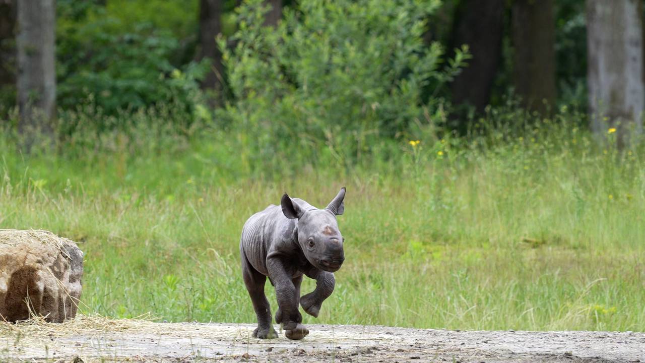Pasgeboren puntlipneushoorn laat zich voor het eerst zien