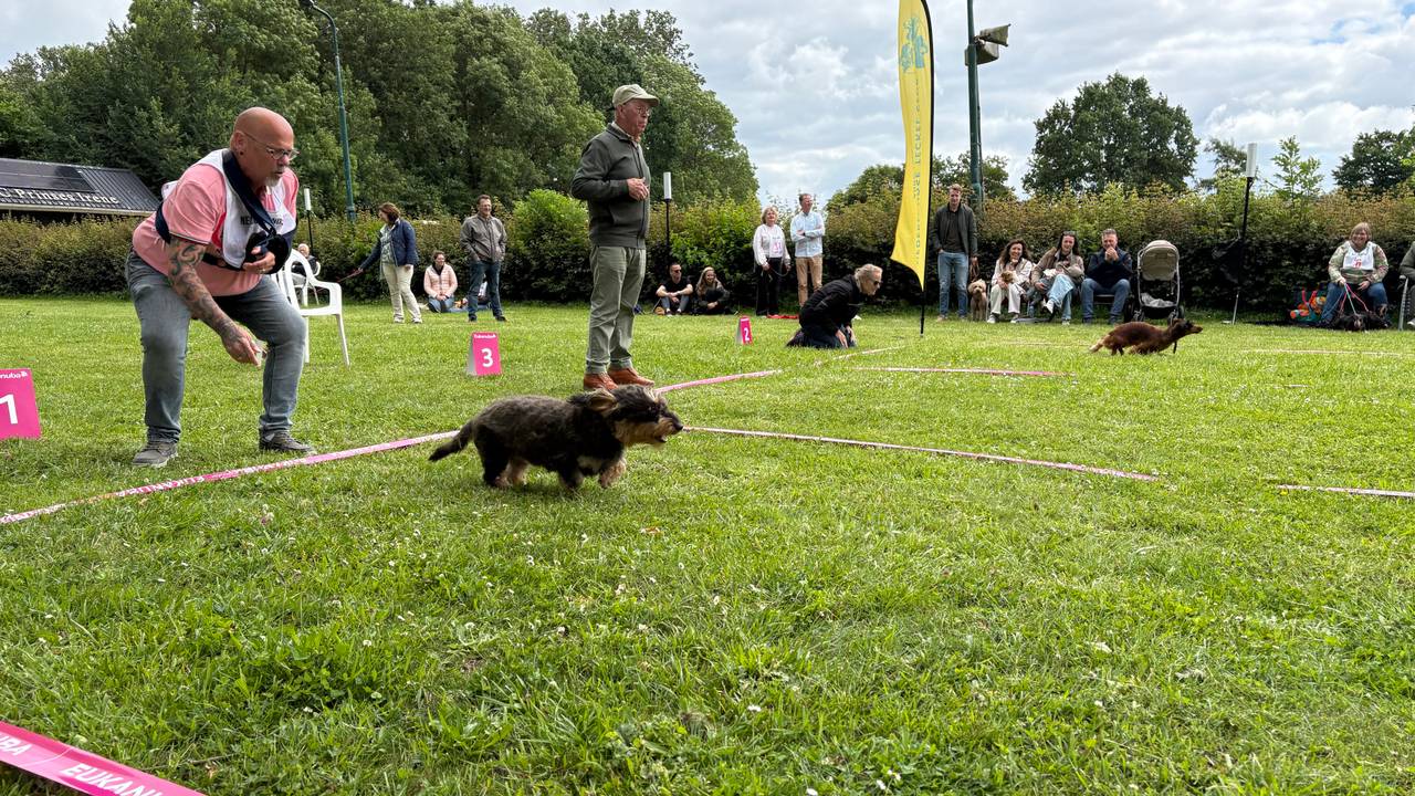 Teckelrennen in Zevenbergen (foto: Omroep Brabant).