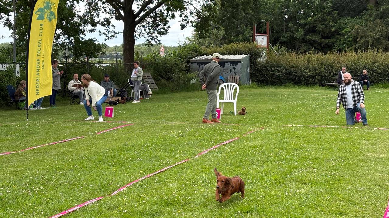 Teckelrennen in Zevenbergen (foto: Omroep Brabant).