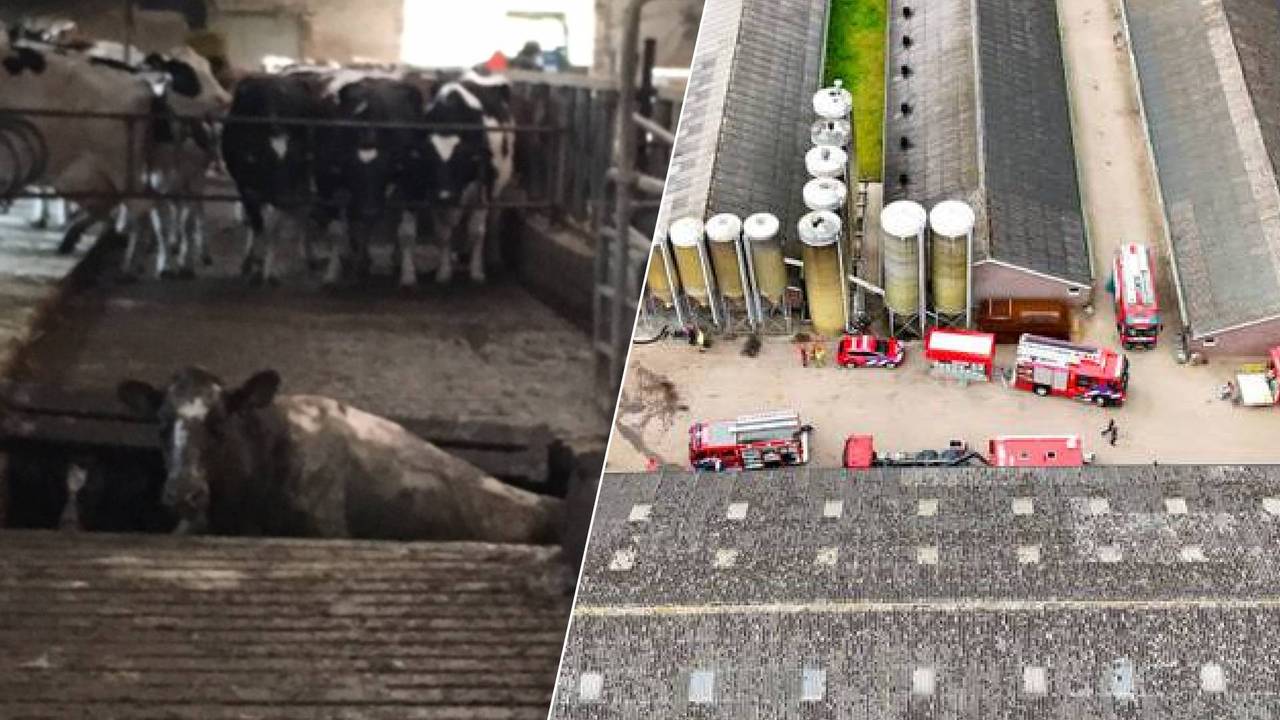 Links: een koe in een mestput. Rechts: Ook bij een varkenshouder in Den Bosch ging het vorige week mis, tientallen varkens vielen in de mestput. (Foto: René Hoezen / SQ Vision.)