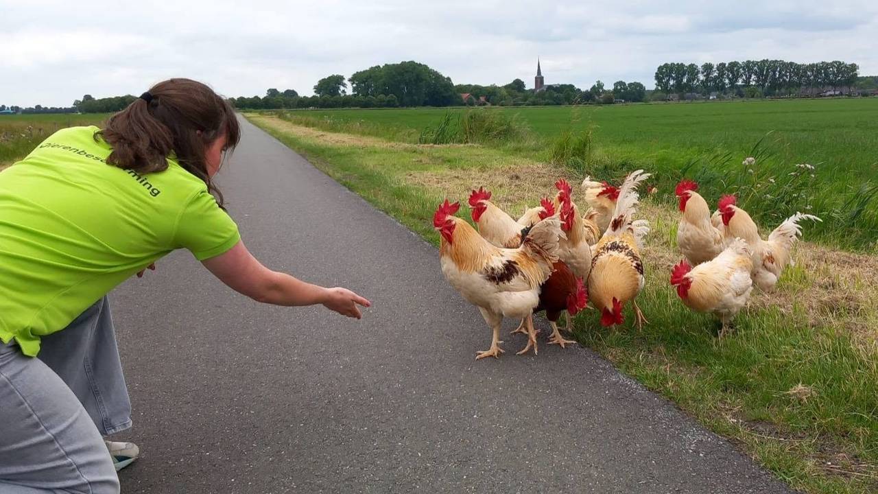 Foto: dierenambulance Maasland.