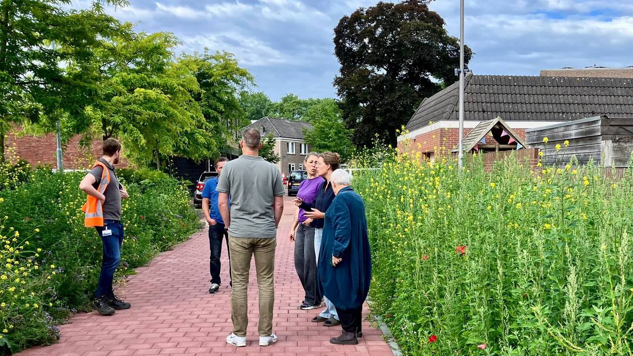 Een goed gesprek met de projectleider van de gemeente had effect: de ingezaaide berm mag blijven (DTV Nieuws).