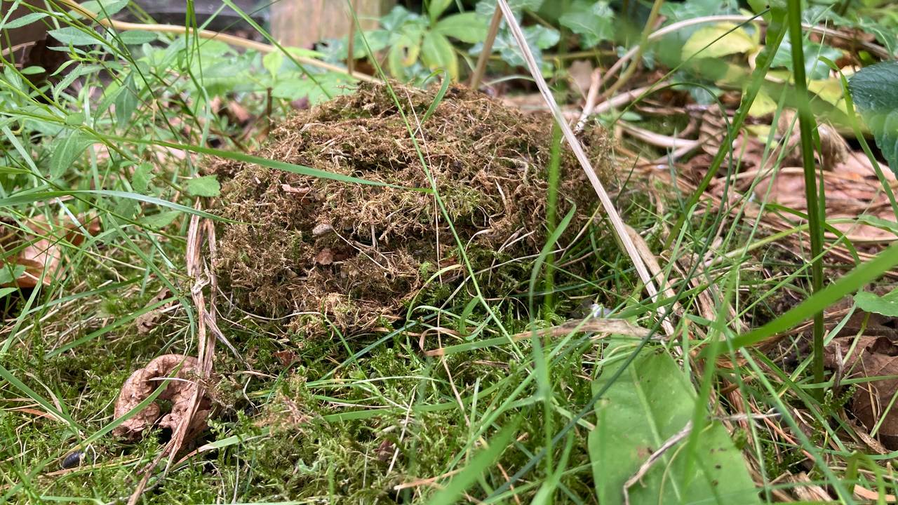 Nest moshommel (foto: Hanneke Oosterbaan).