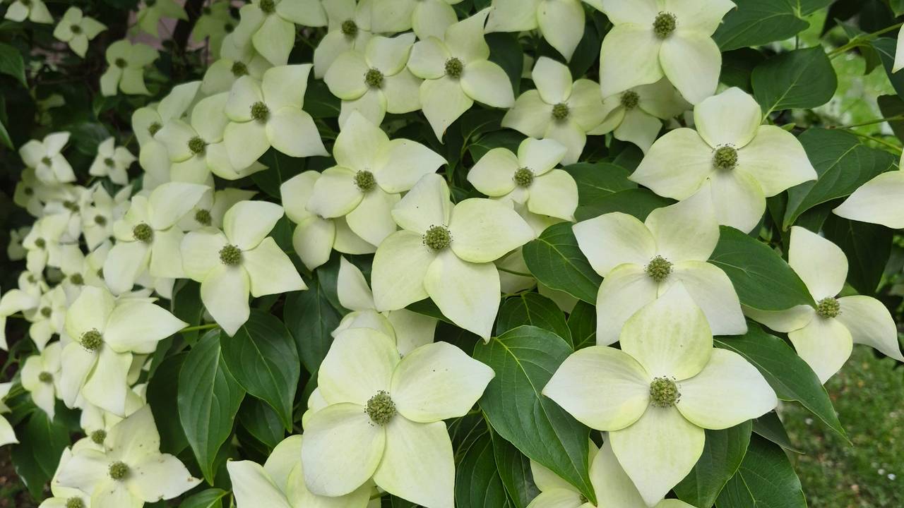 Japanse kornoelje (foto: Jos van de Heijden).