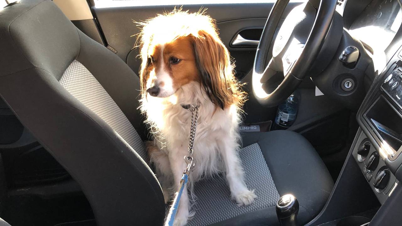 Laat je hond nooit alleen in de auto (foto: Agnes van der Straaten). 