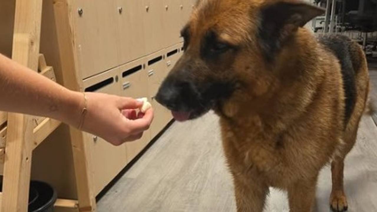 Foto: Instagram politie Veldhoven-Waalre.