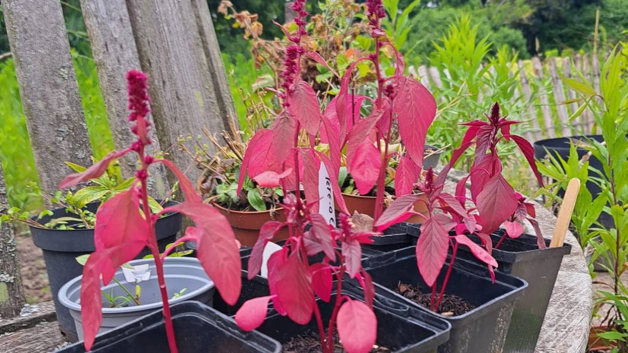 Planten bij Tuinplantenkringloop Breda (foto: Klaske Delhij).
