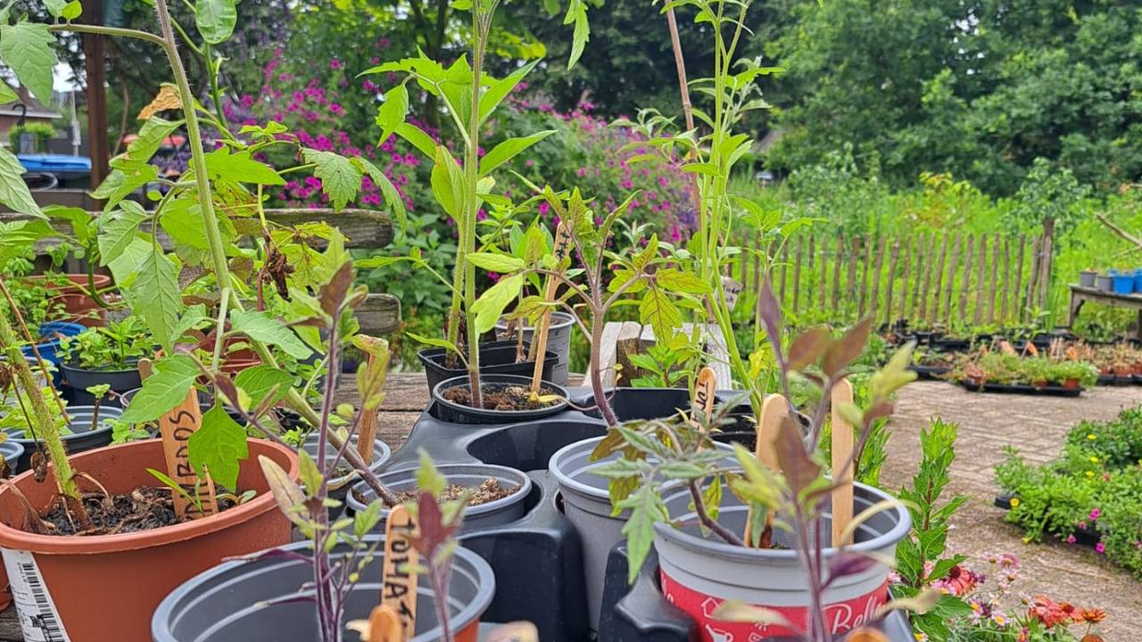 Planten bij Tuinplantenkringloop Breda (foto: Klaske Delhij).