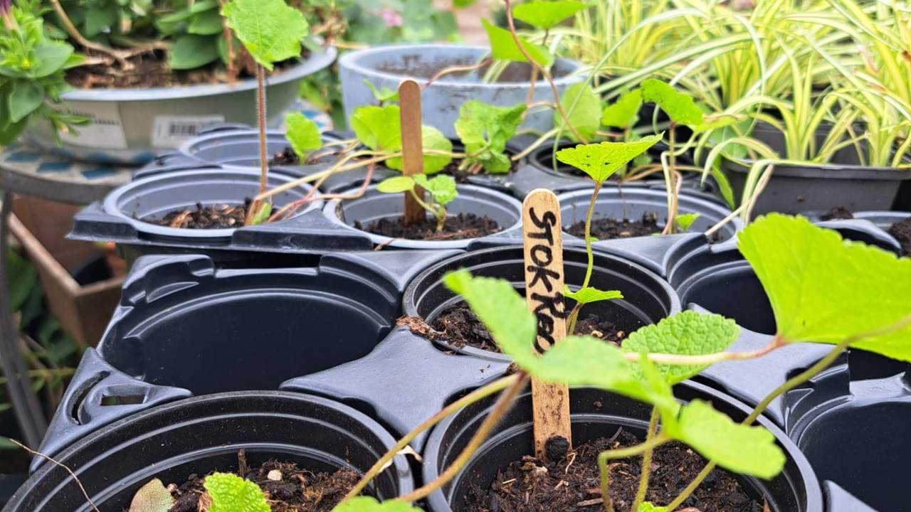 Planten bij Tuinplantenkringloop Breda (foto: Klaske Delhij).