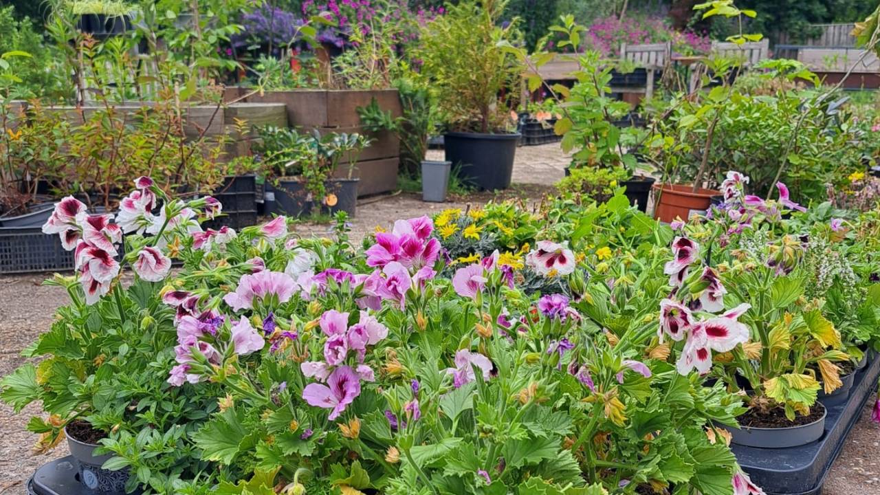 Planten bij Tuinplantenkringloop Breda (foto: Klaske Delhij).