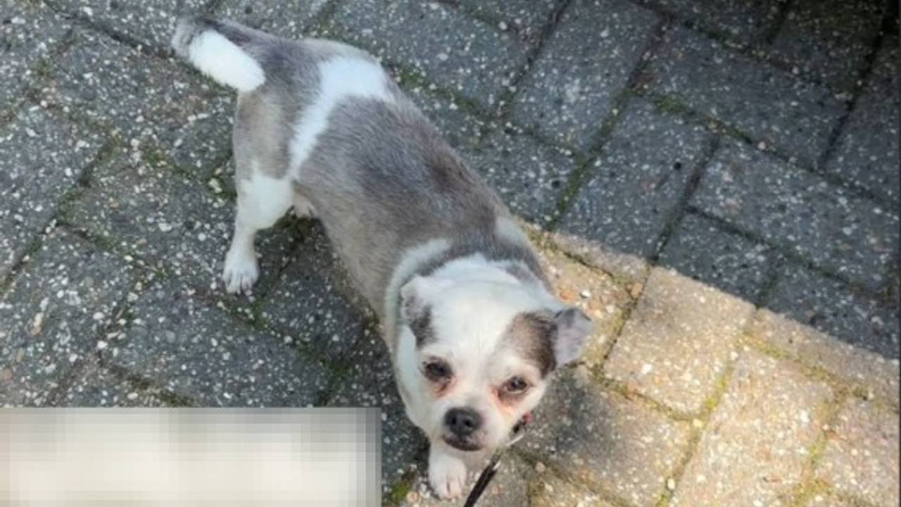 Hondje bevrijd uit snikhete auto in Tilburg (foto: politie Tilburg / Instagram).