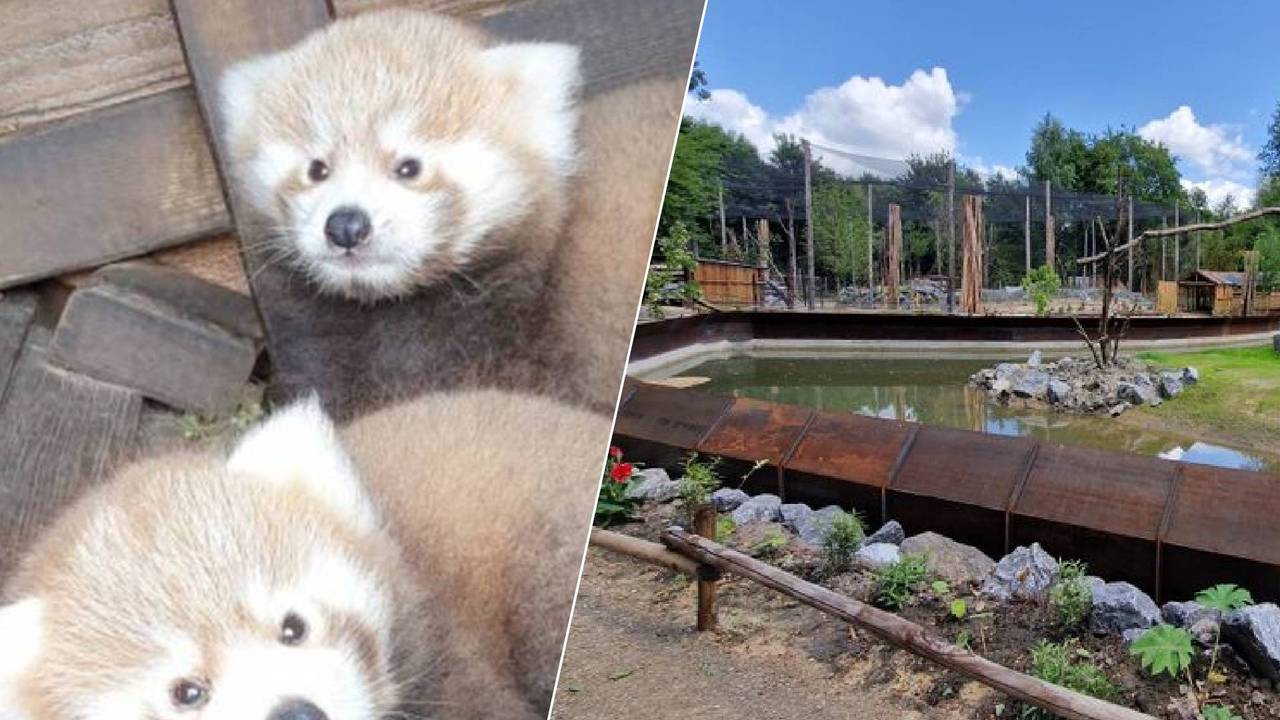 Links: Het verblijf van de Rode Panda's is een van de aandachtspunten dat het ZooParc nog aan moet passen. Rechts: De dierentuin in Overloon. (Foto: ZooParc Overloon / Tom Berkers.)