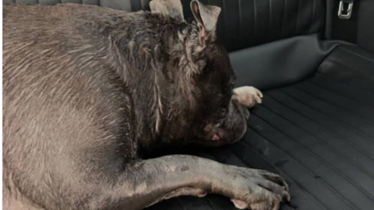 Verhitte hond in brandgang Breda (foto: wijkagenten breda zuid west / Instagram).