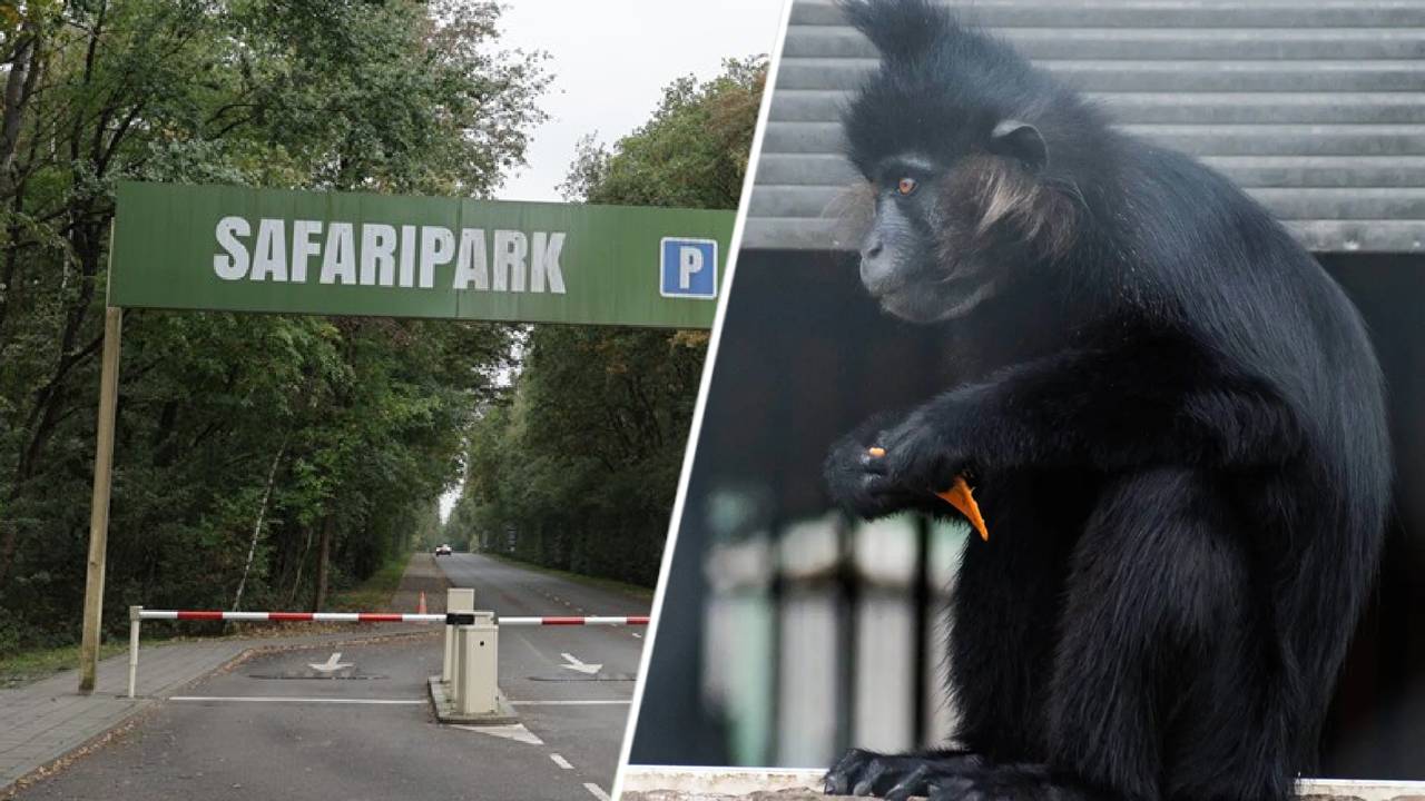 Een Kuifmangabey is ontsnapt uit de Beekse Bergen (foto: Omroep Brabant/Rigelus).