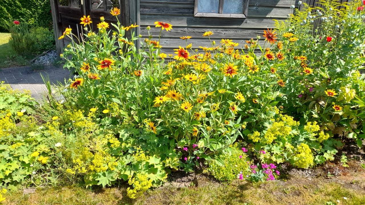 De bloemen van Riet houden van de zon (foto: Riet Bronts).
