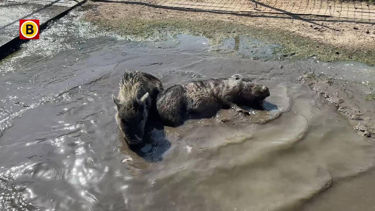 Varkentjes genieten van hun modderbad