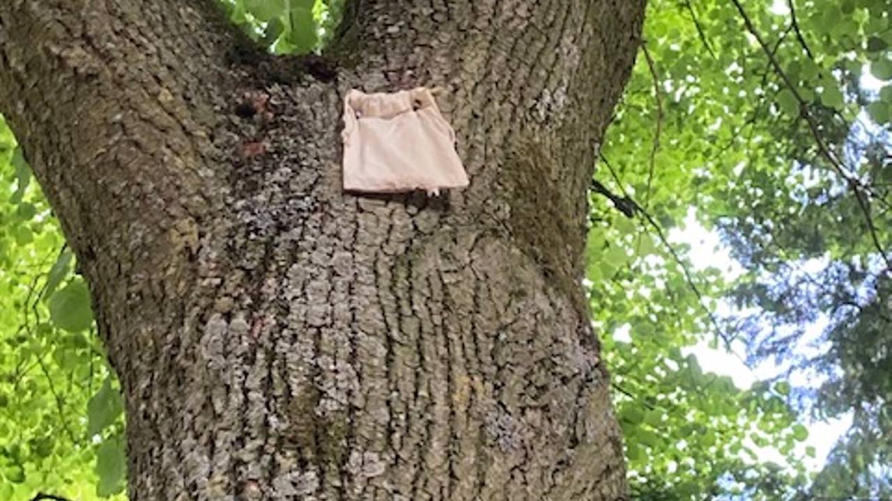 Een zakje in een lindeboom ter bestrijding van luizen.
