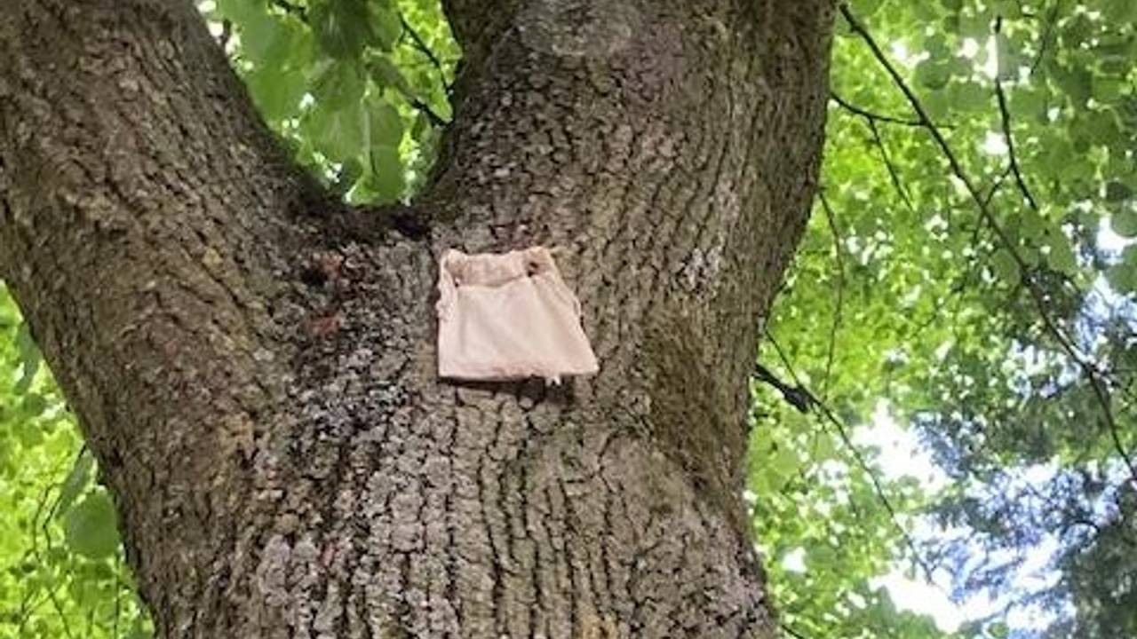 Een zakje in een lindeboom ter bestrijding van luizen.