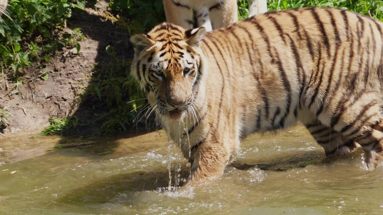 Een tijger in de Beekse Bergen neemt een verfrissende duik (foto: Beekse Bergen / Mariska Vermij-Van Dijk).