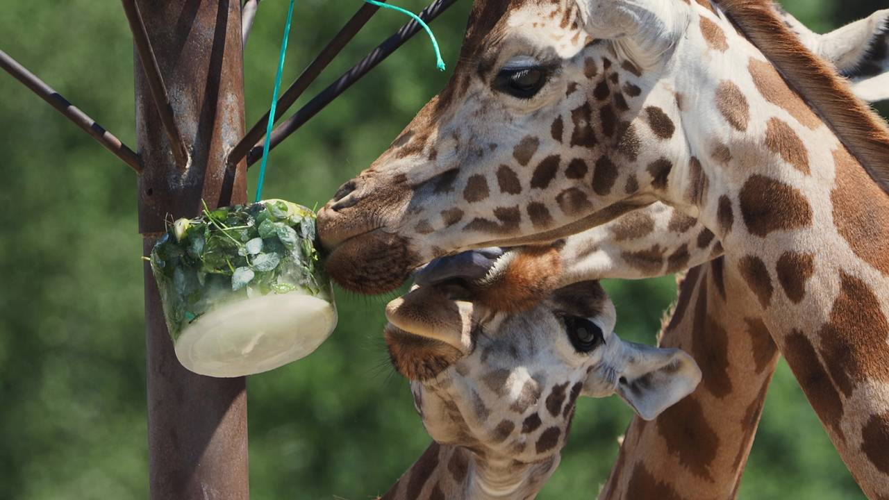 Een giraffe smult van een zomerse snack (Beekse Bergen / Mariska Vermij-Van Dijk).