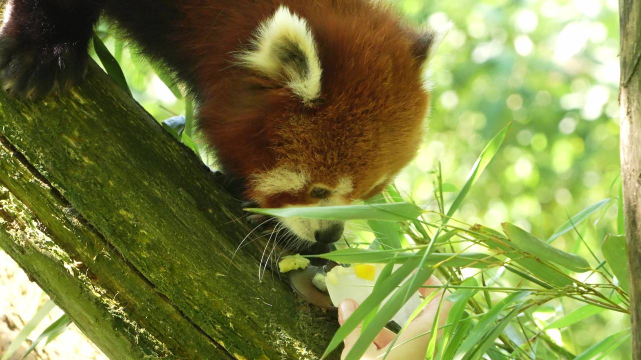 Een rode panda krijgt een bevroren snack tegen de hitte ( Beekse Bergen / Mariska Vermij-Van Dijk).