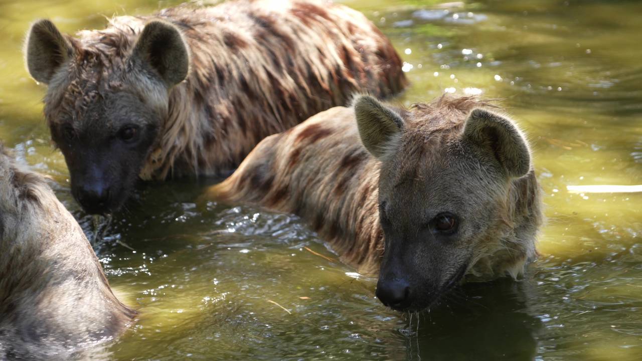 Hyena's nemen een duik om te ontsnappen aan de hitte (Beekse Bergen / Mariska Vermij-Van Dijk).