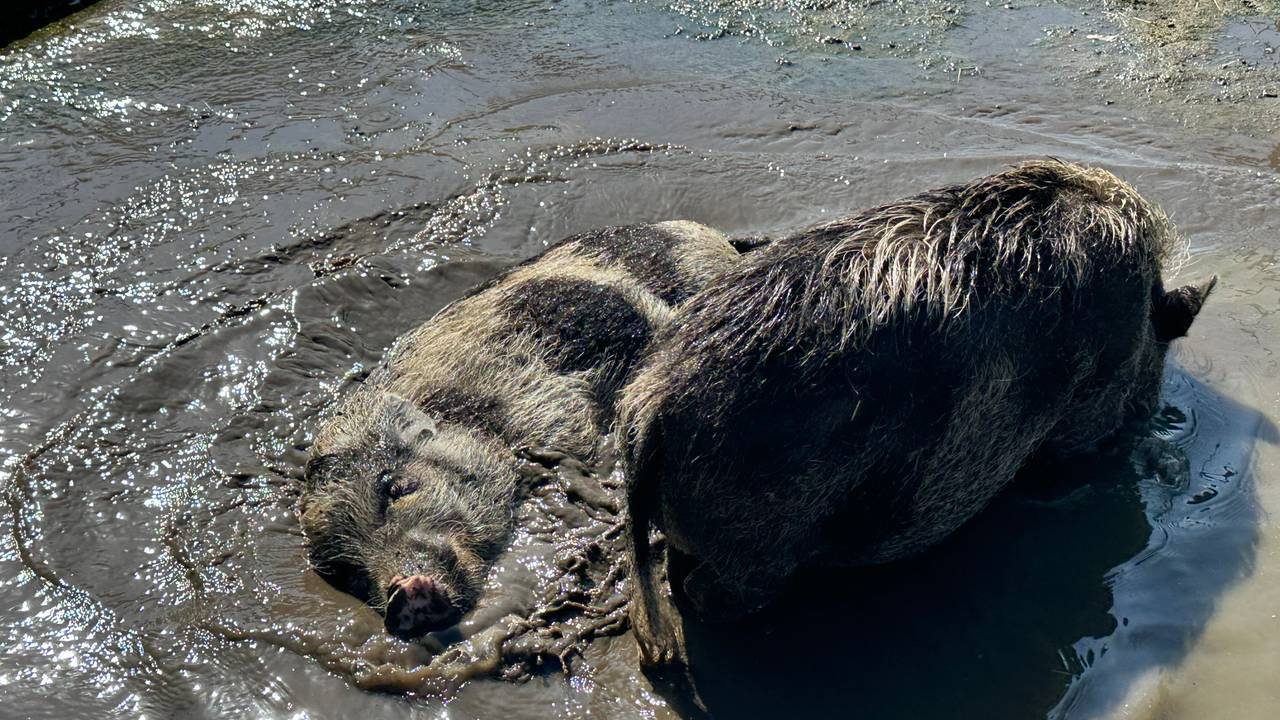 De varkentjes op de kinderboerderij genieten volle bak van het koele modderbad (foto: Floortje Steigenga).