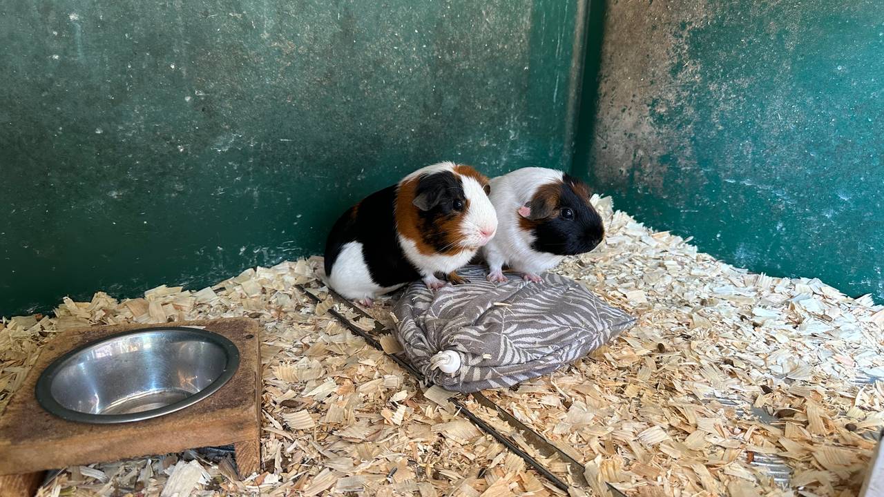 Deze cavia's zoeken verkoeling bij hun icepack (foto: Floortje Steigenga).