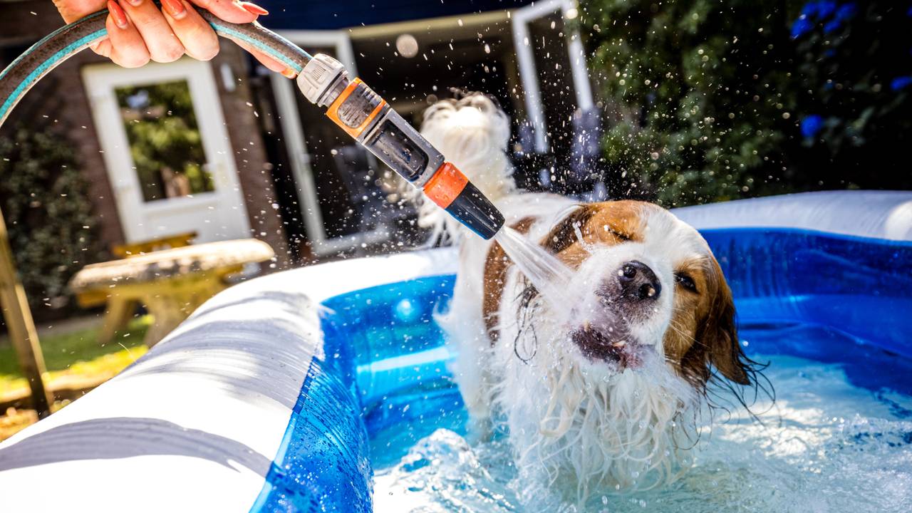 Ook je huisdier heeft verkoeling nodig bij hoge temperaturen (foto: ANP). 
