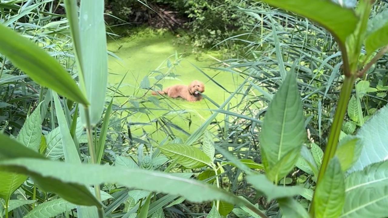 De hond van Tamara zoekt verkoeling op (foto: Tamara Lunenburg).