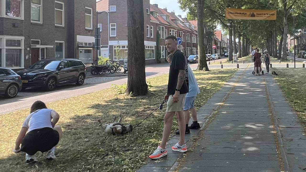 Deze hond rolt lekker door het koele gras in de wijk Belcrum in Breda (foto: Deze hond rolt lekker door het koele gras in de wijk Belcrum in Breda (foto: Henk Voermans).).