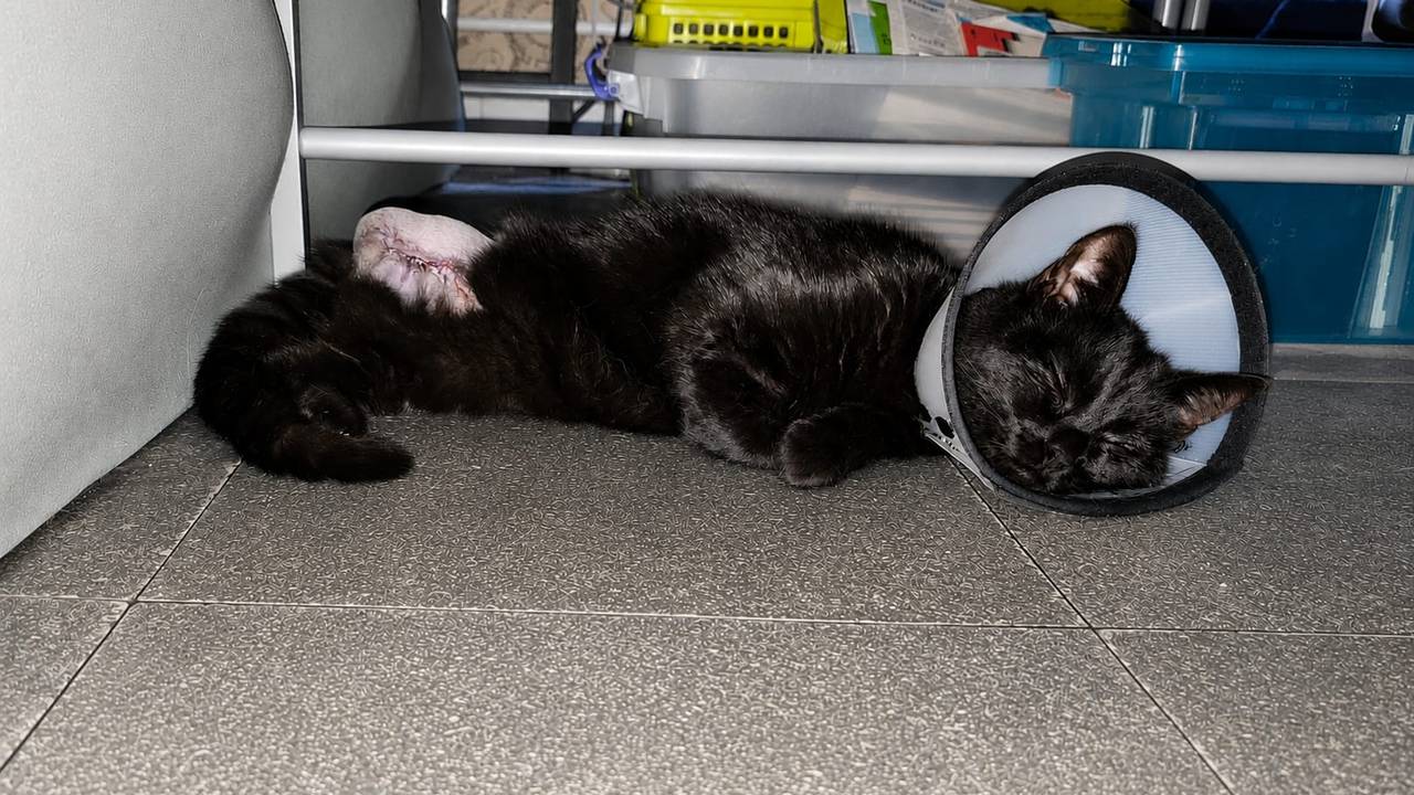 Sissel ligt nog bij te komen na de amputatie van haar pootje (foto: Ilja Drost).