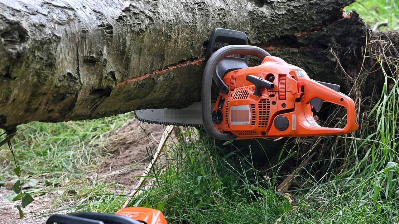 Goed bedoelde hulp: Kettingzaag blijft hangen in boom Haaren (foto: Toby de Kort / Persbureau Heitink).