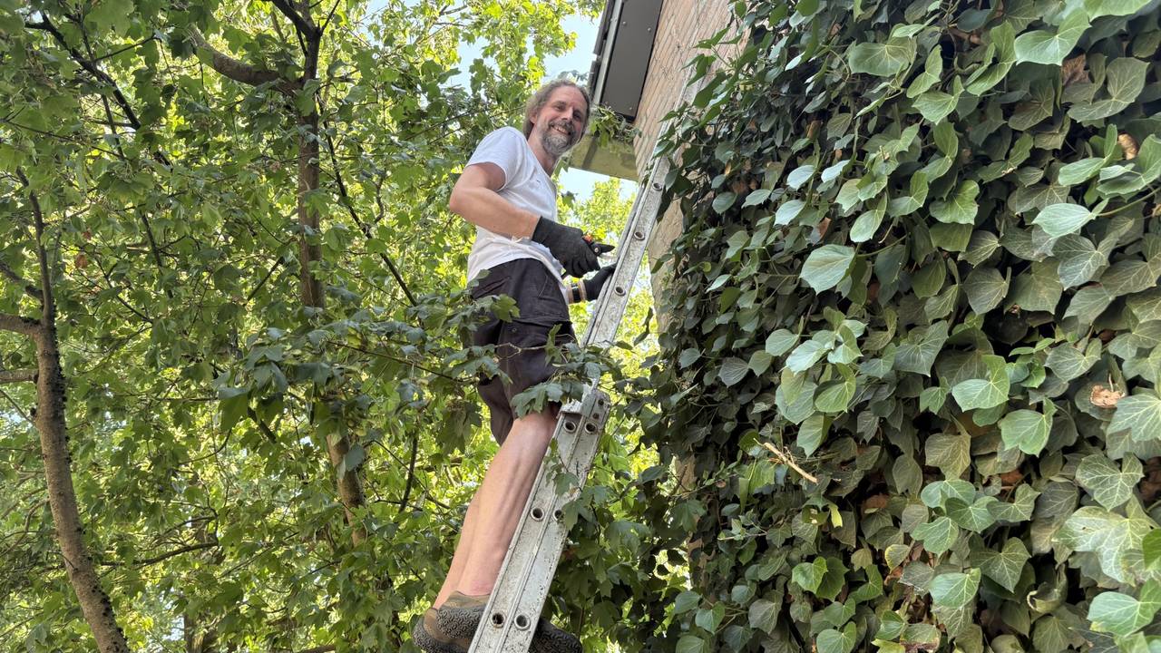 Frodo woont in een van nature koele wijk en kan zelfs met tropische temperaturen in de tuin werken.