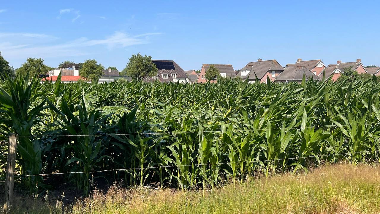 Tussen Elsendorp en Sint Anthonis waren de velden flink plat gewaaid (foto: Jeroen Geerts).
