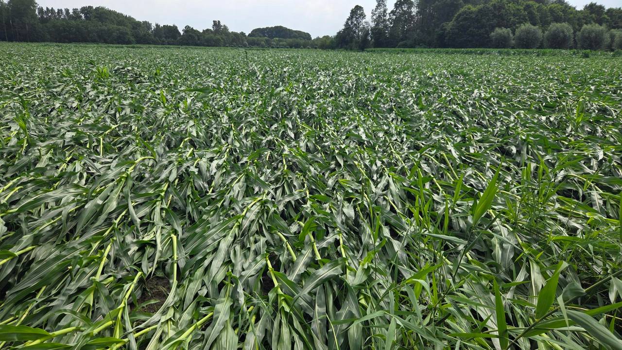 In Schijndel ligt bijna het hele veld plat (foto: Omroep Brabant).