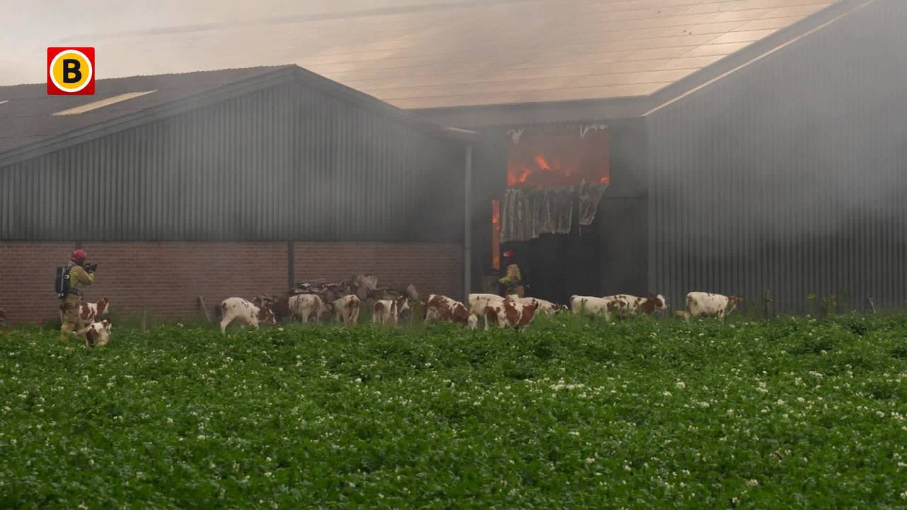 Koeien met brandwonden en veel schade door stalbrand Mariahout