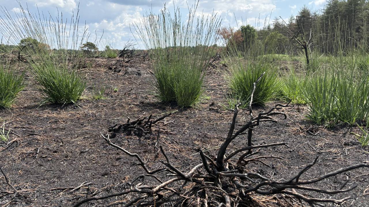 Het pijpenstrootje op de Oirschotse Heide (foto: Imke van de Laar).